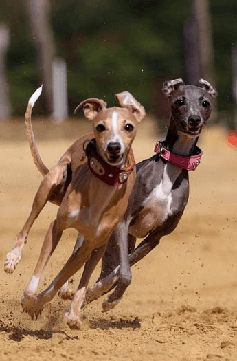 Galgos Pin Up Chile